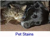 pet stains link